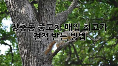 장충동 중고차 매입 최고가 견적 받는 방법